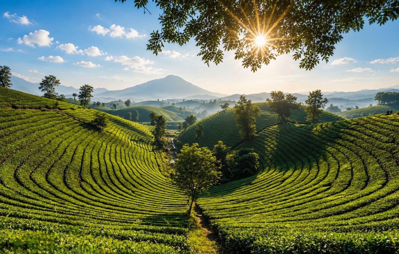 Hanoi & Thai Nguyen Tea Heritage Escape – 2 Days | Premium Private Family Tour Led By Women Hanoi & Thai Nguyen Tea Heritage Escape – 2 Days | Premium Private Family Tour Led By Women